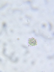 Heliozoa