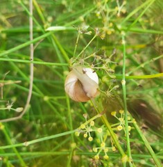 Helicella itala