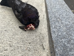 Corvus brachyrhynchos