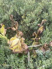 Veratrum californicum