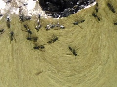 Polybia plebeja