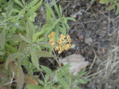 Calceolaria