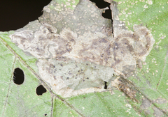 Calycomyza smallanthi