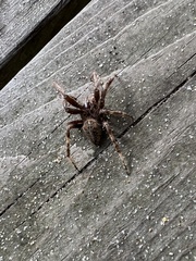 Araneus saevus