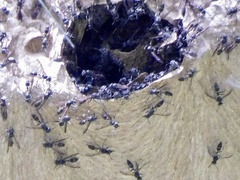 Polybia plebeja