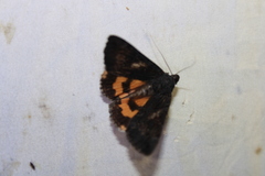 Catocala antinympha