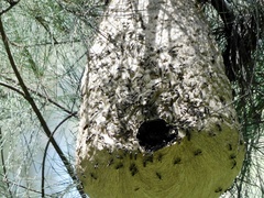 Polybia plebeja