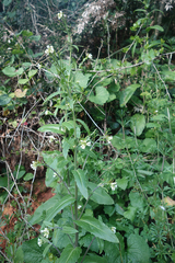 Pseudoturritis turrita