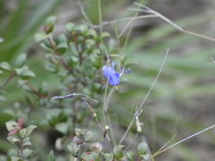 Conanthera bifolia