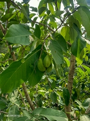 Terminalia chebula