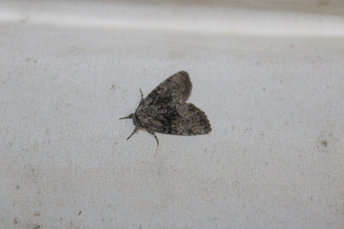 Brother Moth photo 3