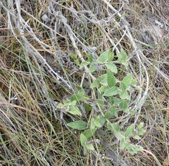 Lithospermum occidentale