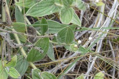 Lithospermum occidentale