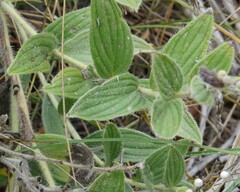 Lithospermum occidentale