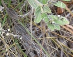 Lithospermum occidentale