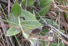 Lithospermum occidentale