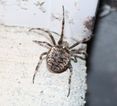 Araneus saevus