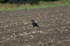 Corvus cornix × corone