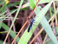 Isodontia