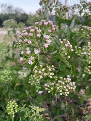 Ageratina havanensis