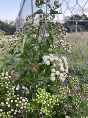 Ageratina havanensis