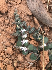 Andrographis serpyllifolia