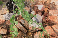 Lysiphyllum cunninghamii