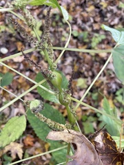 Neolasioptera boehmeriae