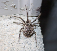 Araneus saevus