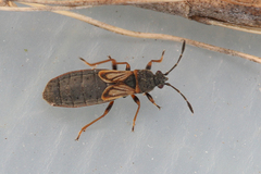 Ischnodemus sabuleti