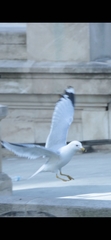 Larus delawarensis