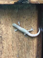 Sphaerodactylus graptolaemus