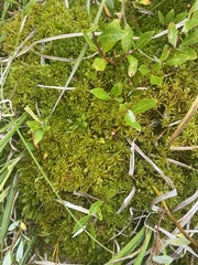 Climacium dendroides