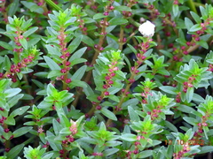 Lythraceae