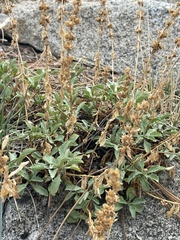 Penstemon newberryi