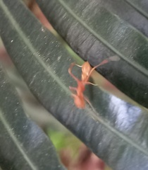 Myrmaplata plataleoides