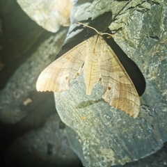 Marumba sperchius