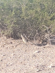 Geococcyx californianus