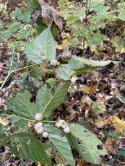 Neolasioptera farinosa