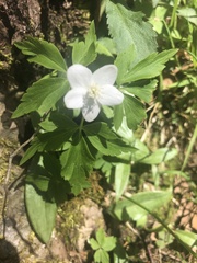 Anemonoides quinquefolia