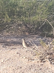 Geococcyx californianus