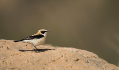 Oenanthe hispanica