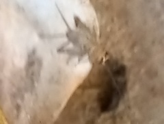 Gryllodes sigillatus