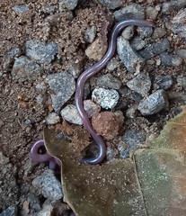 Indotyphlops braminus