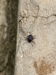 Hyalomma