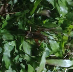 Teleogryllus