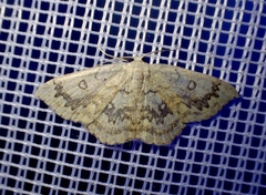 Cyclophora annularia