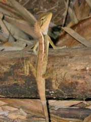 Calotes emma