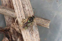 Orthops campestris