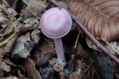 Mycena rosea